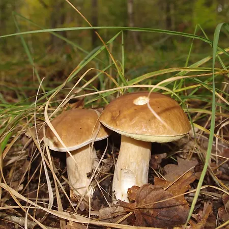 Вилла Brzozowa - Dom Nad Jeziorem - Wellness & Ceragem