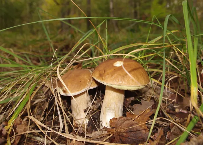 Villa Brzozowa - Dom Nad Jeziorem - Wellness&ceragem